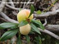 Exobasidium rhododendri-amf1995